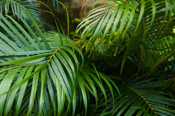 istock Palm green leaves background photo 990849154