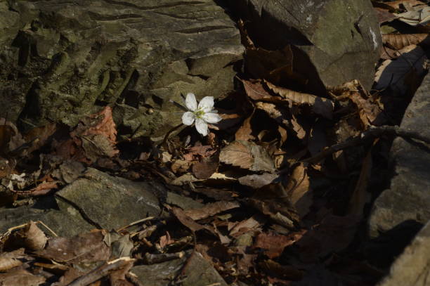 istock White small wind flower in dirt on mountain 990857402