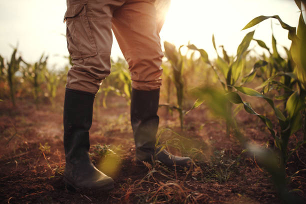 Symposium lure Afslut Farmer In Rubber Boots Stock Photo - Download Image Now - Boot, Farm,  Agricultural Field - iStock