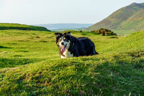 istock Border collie standing in countryside 990865016