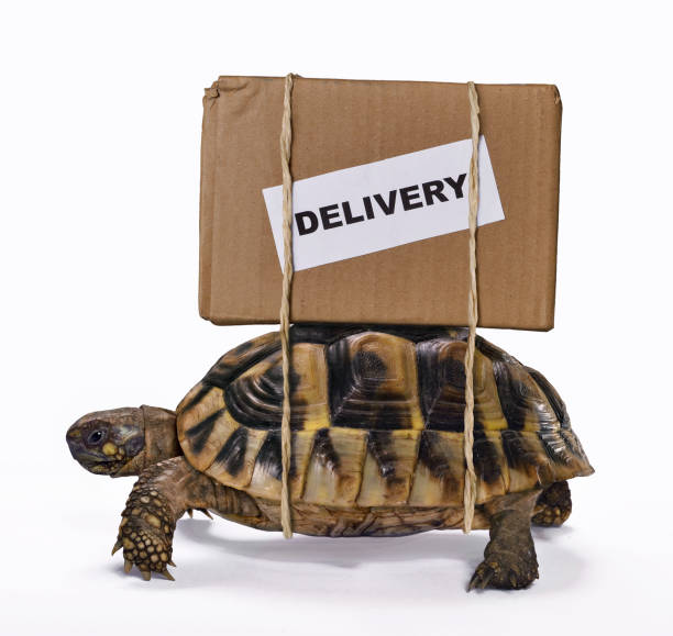 Slow delivery on turtle. stock photo