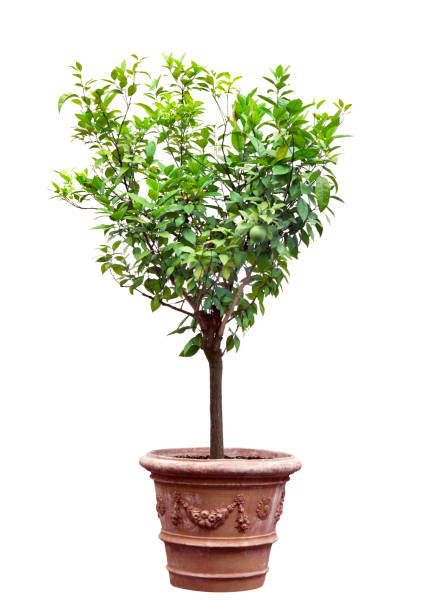Tree in a pot isolated stock photo