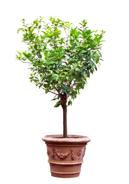 Small tree in a pot isolated over white