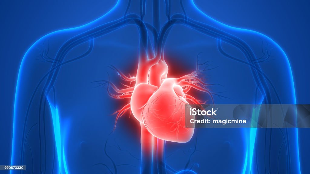 Human Heart Anatomy 3D Illustration of Human Heart Anatomy Heart - Internal Organ Stock Photo