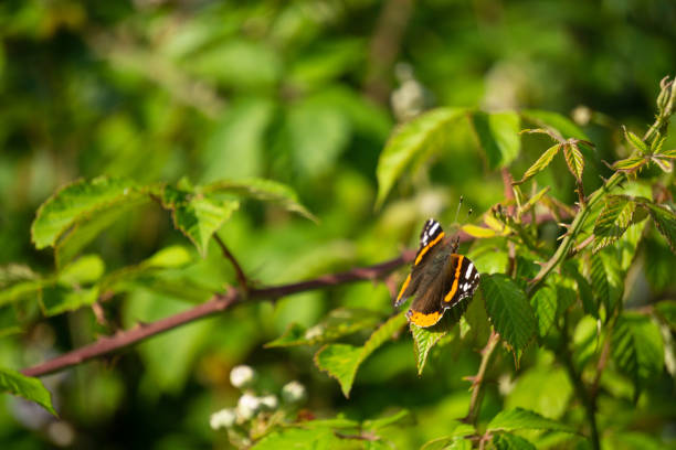 butterfly