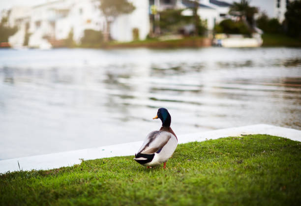 A male mallard duck stands on the edge of a grassy dock, looking out over the water.