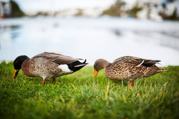 A mallard drake and his mate feed at the waterside.