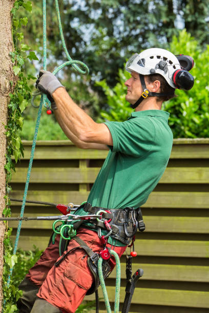 istock Caucasian arborist climbing in fir tree with rope 990877580