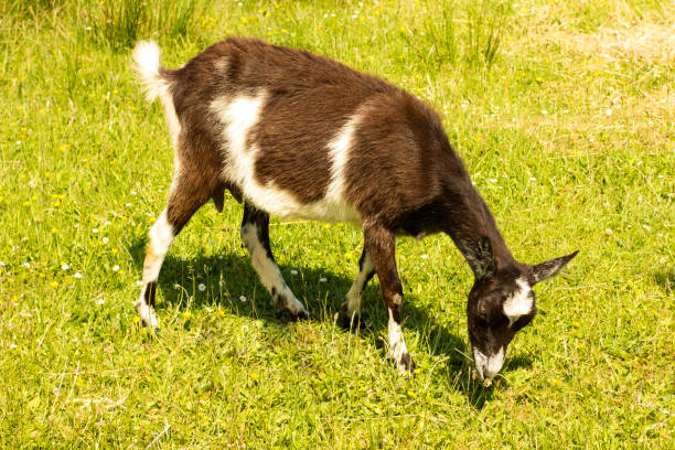 istock Portrait of a goat 990877830