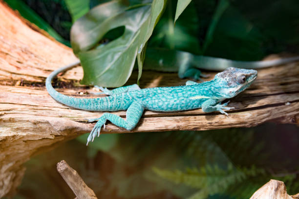 istock green little lizard sitting on a tree branch 990878000