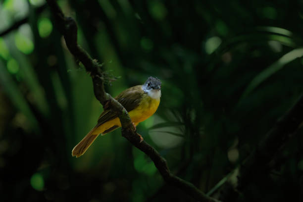 istock Beautiful bird in the wild. 990878110