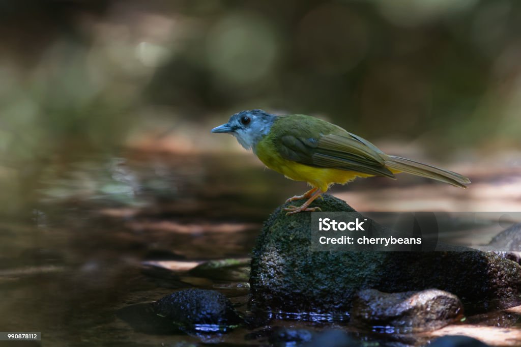 Beautiful bird in the wild. Bulbul bird with yellow bellied perching on pond rock  with wet plumage in rain forest of Halabala National park southern Thailand,natural green bokeh background. Animal Stock Photo