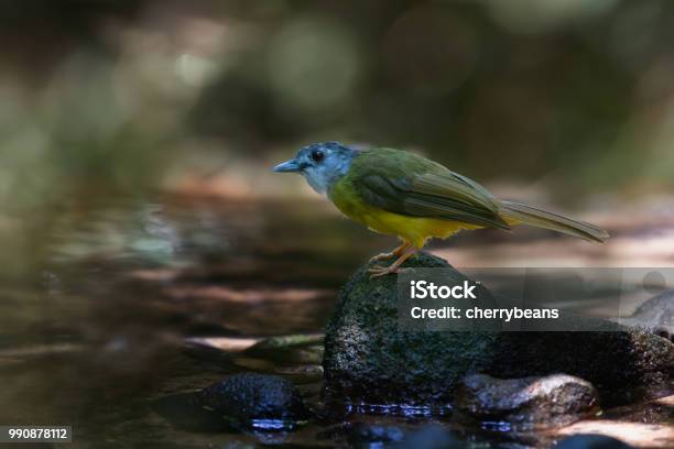 Beautiful Bird In The Wild Stock Photo - Download Image Now - Animal, Animal Body Part, Animal Wildlife