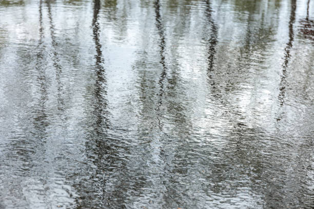 istock trees reflecting in water puddle in street during rain 990880650