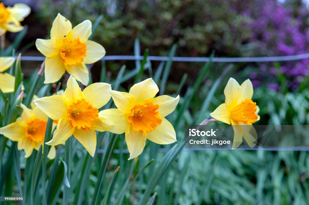 Flores Amarillo Flor De Narciso Trompeta O Narcisos Con Copa Corona Rojo Naranja En Un Jardín Durante Foto de stock y más banco de imágenes de Adorno de navidad - iStock Flores Amarillo Flor De Narciso Trompeta O Narcisos Con Copa Corona Rojo Naranja En Un Jardín Durante Foto de stock y más banco de imágenes de Adorno de navidad - iStock