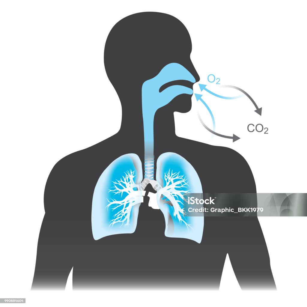 The lungs are the primary organs of respiration in humans. Mono tone black and blue colour. Breathing Exercise stock vector