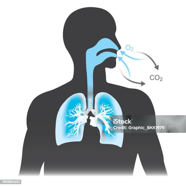 The Lungs Are The Primary Organs Of Respiration In Humans Mono Tone Black And Blue Colour Stock Illustration - Download Image Now