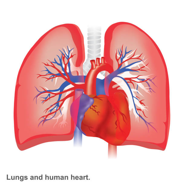 Lungs And Human Heart Illustration Infographic Anatomy Stock Illustration - Download Image Now - iStock Lungs And Human Heart Illustration Infographic Anatomy Stock Illustration - Download Image Now - iStock
