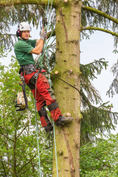 istock European arborist climbing in fir tree 990884816