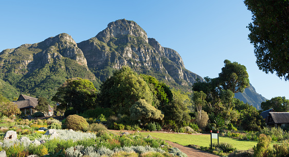 Kirstenbosch National Botanical Gardens, Cape Town, South Africa.
