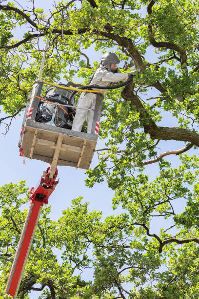 istock Man fights oak procession caterpillars in the aerial platform 990889162