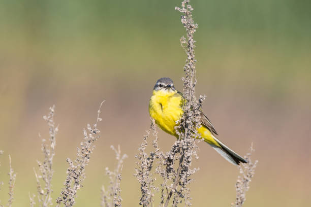 istock Motacilla flava on the ground 990889476