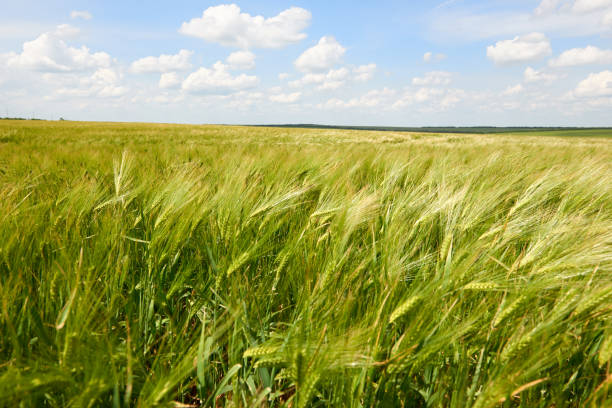 istock young wheat field closeup as background, bright sun, beautiful summer landscape 990889592