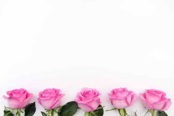 istock Beautiful pink roses background 990889806