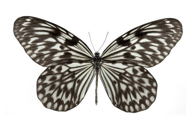istock butterfly Idea leuconoe isolated on white 990889914
