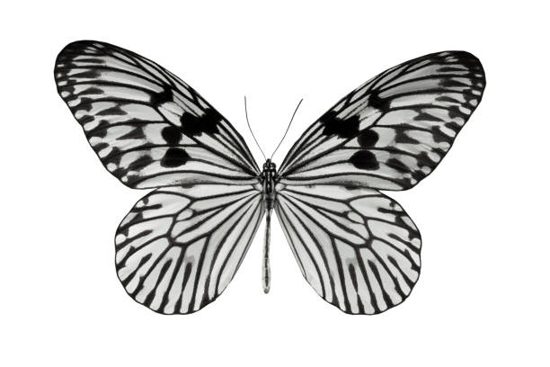 istock butterfly Idea durvillei isolated on white 990889918