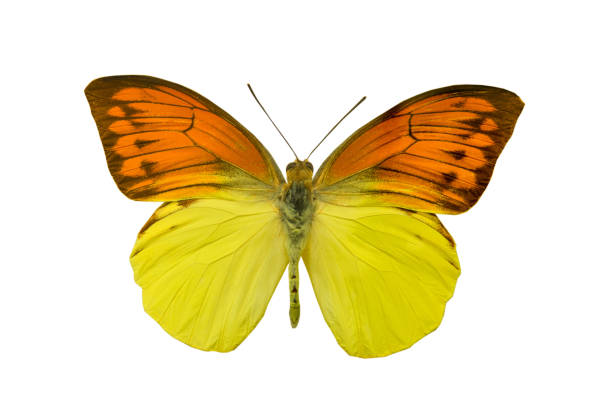 istock butterfly Hebomoia leucippe isolated on white 990889920