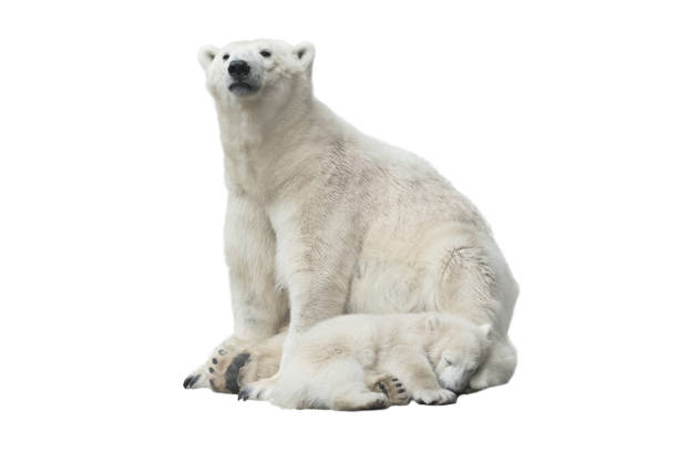 orso polare (ursus maritimus) madre e cucciolo di sonno - polar bear endangered species bear arctic foto e immagini stock