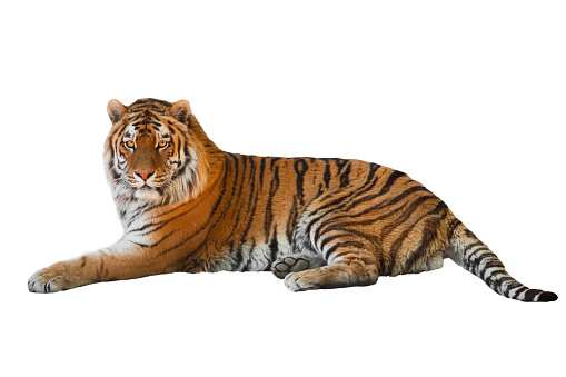 tiger close up isolated on white, symbol of the year 2022, predator