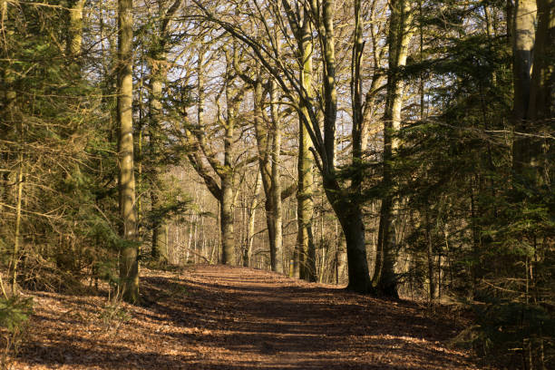 istock View through the spring forest an early morning 990892158