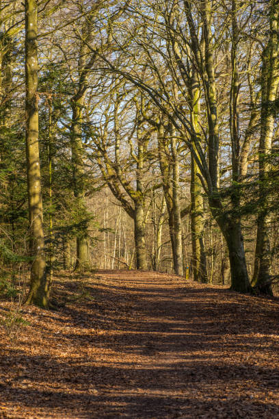 istock View through the spring forest an early morning 990892174