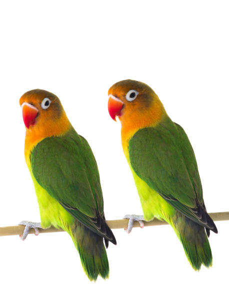 istock two fischeri lovebird parrot 990892276