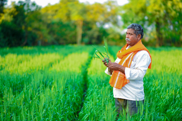 istock Indian farmer holding crop plant in his Wheat field 990892382