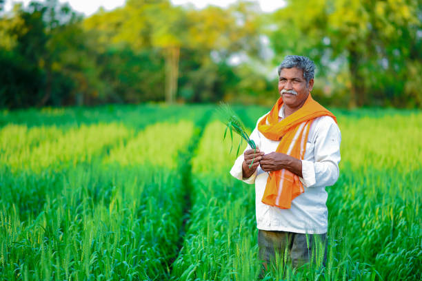 Indian farmer holding crop plant in his Wheat field stock photo