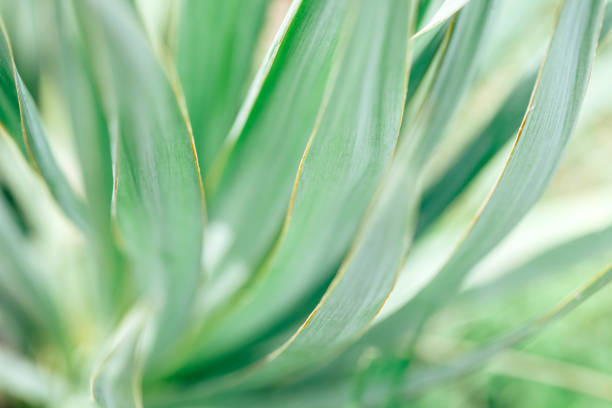 istock Macro photo of agave leaves. 990892792