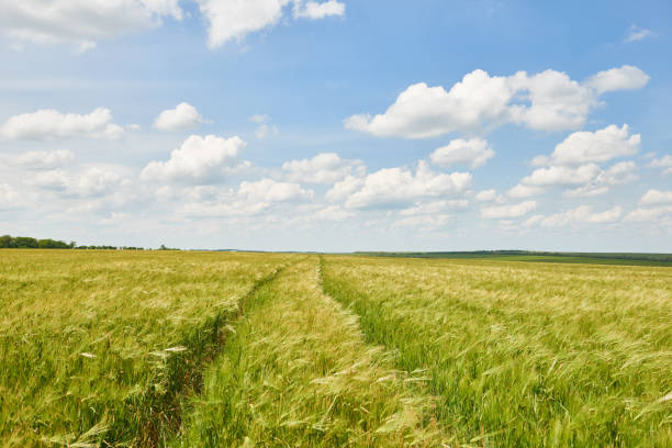 istock young wheat field as background, bright sun, beautiful summer landscape 990892976