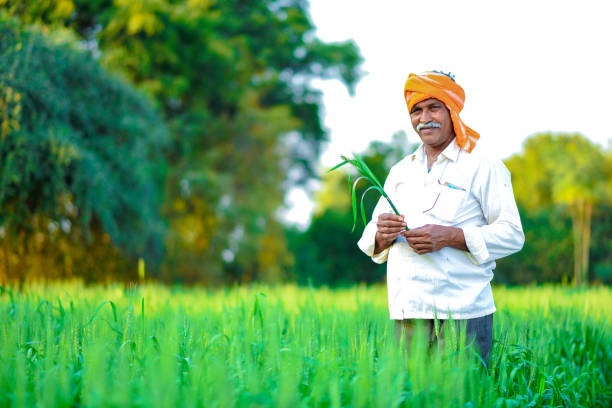 istock Indian farmer holding crop plant in his Wheat field 990893474