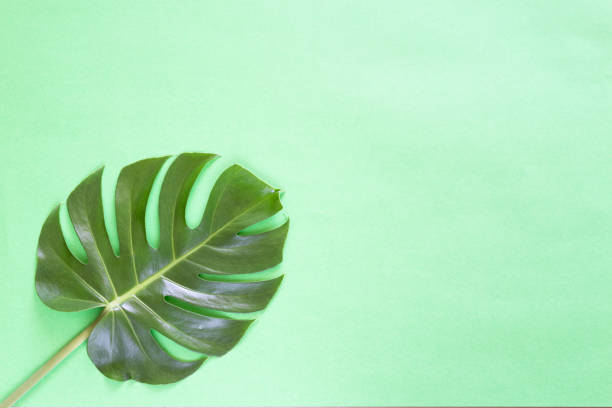 istock Green monstera tropical leaf on green background. 990893558