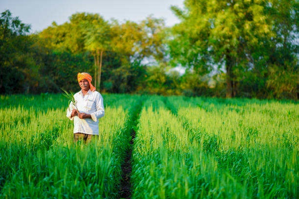 istock Indian farmer holding crop plant in his Wheat field 990893816