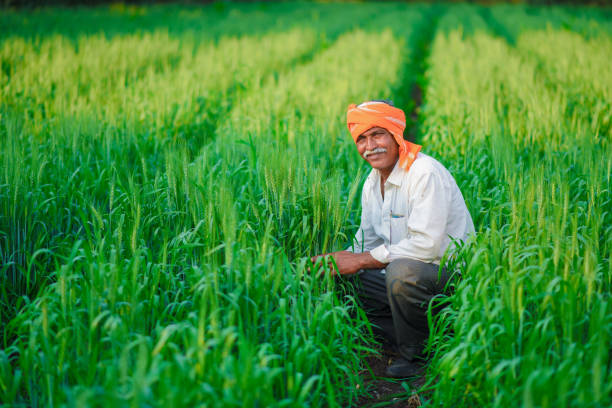istock Indian farmer holding crop plant in his Wheat field 990894736