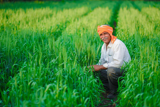 istock Indian farmer holding crop plant in his Wheat field 990894764