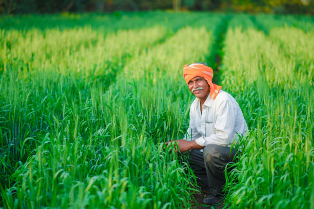 istock Indian farmer holding crop plant in his Wheat field 990897224