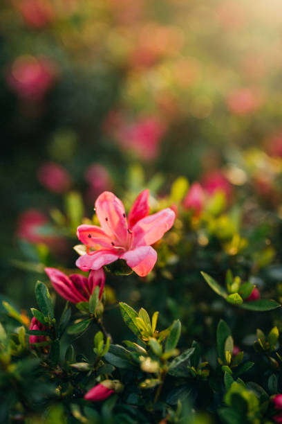 istock Pink azalea bush with sunset 990897234