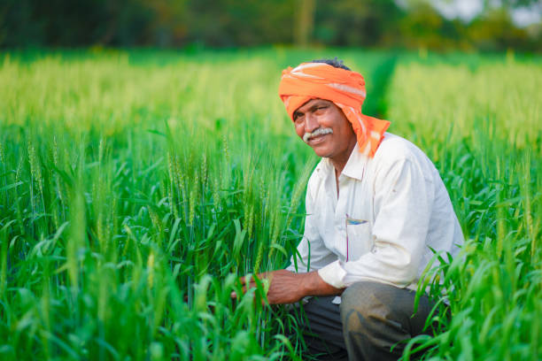 istock Indian farmer holding crop plant in his Wheat field 990897254