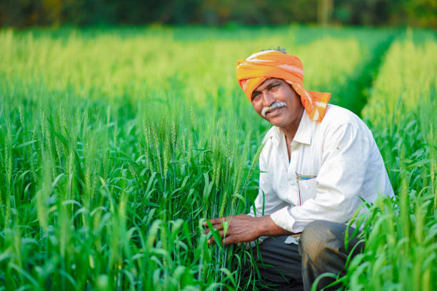 istock Indian farmer holding crop plant in his Wheat field 990897568