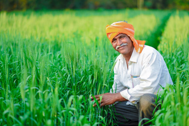 Indian farmer holding crop plant in his Wheat field Indian farmer holding crop plant in his Wheat field maharashtra photos stock pictures, royalty-free photos & images